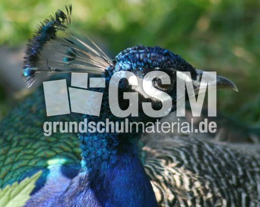 Blauer-Pfau-12.jpg
